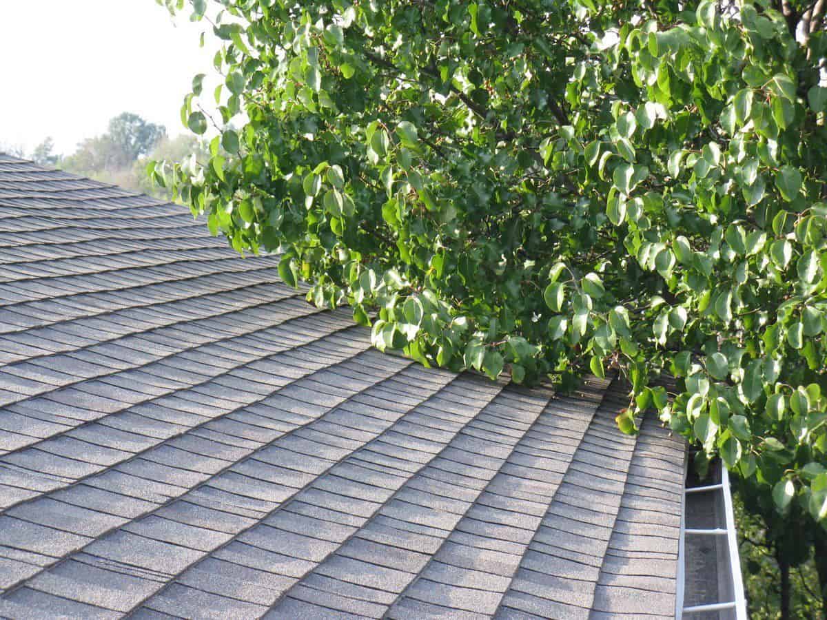 Trees & Shrubbery a Trim