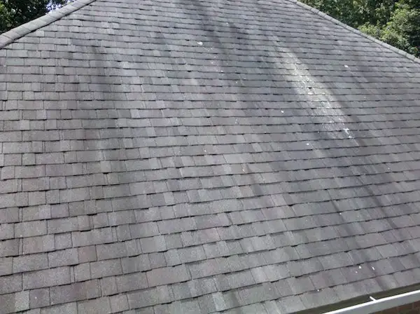 Effect of Algae on Roof Shingles