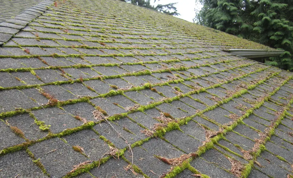 Removing Algae From Shingle Roof at David Bowen blog