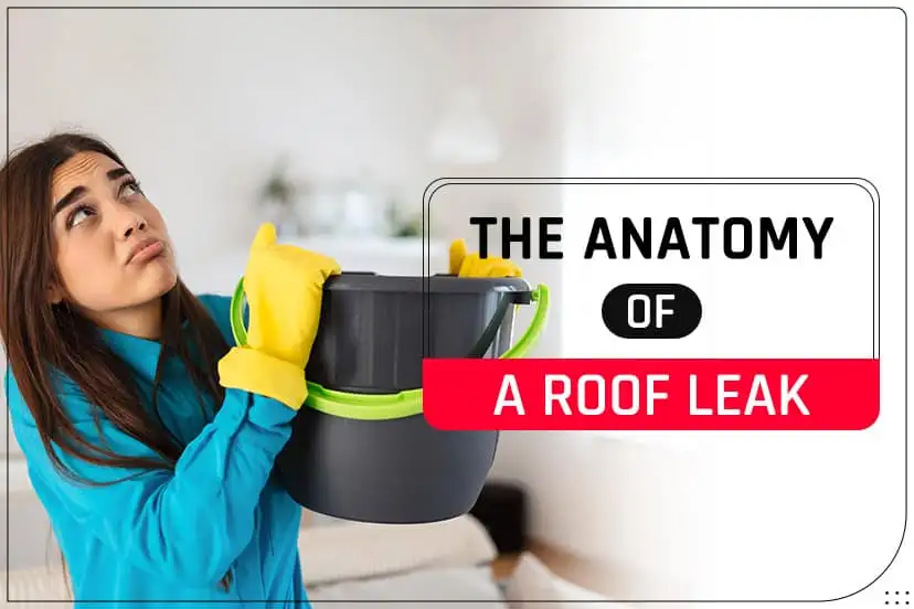 The Anatomy of a Roof Leak The Anatomy of a Roof Leak